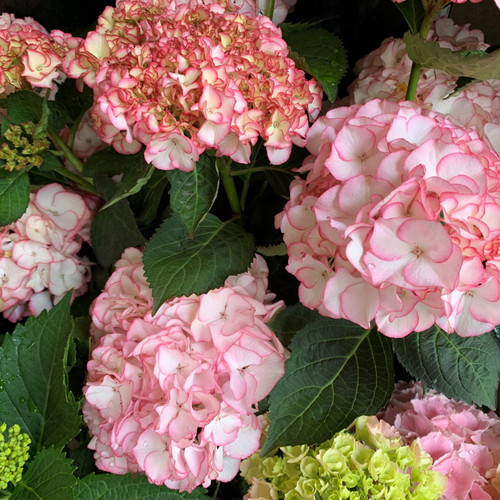 Hydrangea 'Tea Time Chique' 200 mm