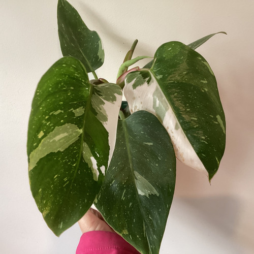 Philodendron 'White Princess' 130 mm