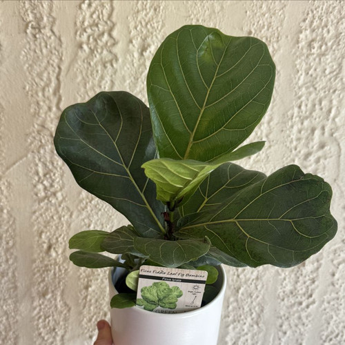Ficus lyrata 'Bambino' 130 mm