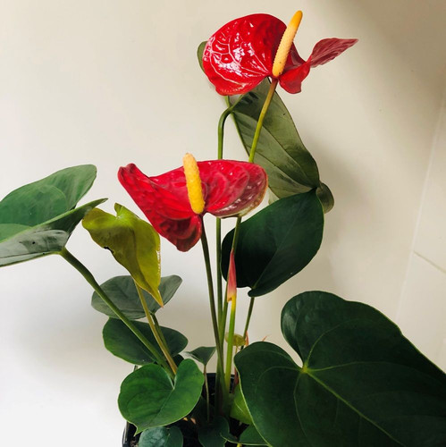 Anthurium 'Red' 200 mm