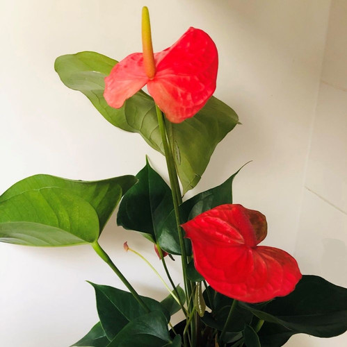 Anthurium 'Pink' 200 mm