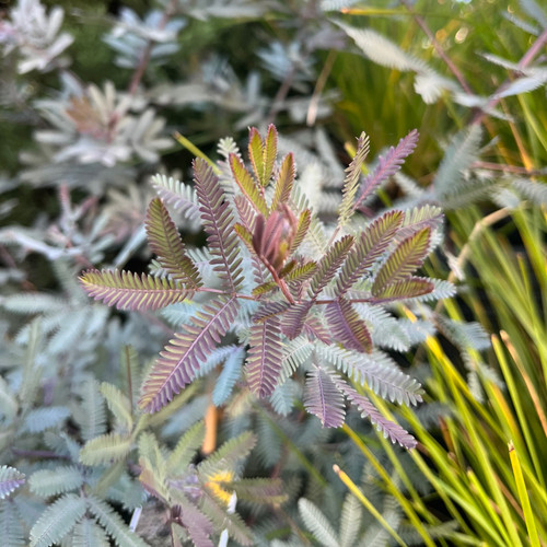 Acacia baileyana 'Purpurea' 200 mm