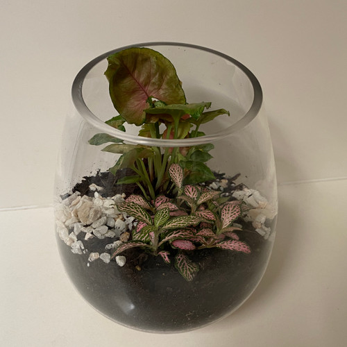 Mushroom Vase Terrarium 20H