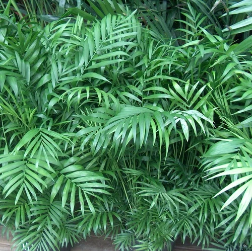 Chamaedorea elegans 140 mm