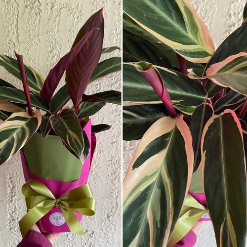 Stromanthe 'Trio Star' 180 mm