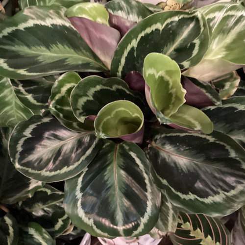 Calathea 'Medallion' 200 mm