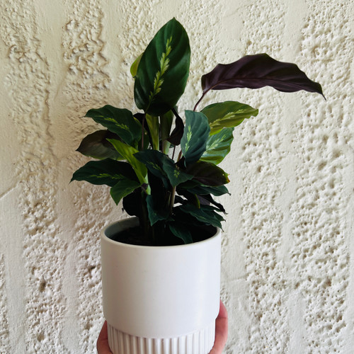 Calathea 'Maui Queen' 130 mm