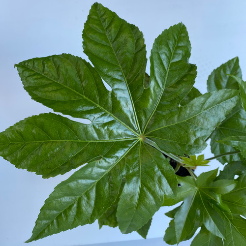 Fatsia japonica 140 mm