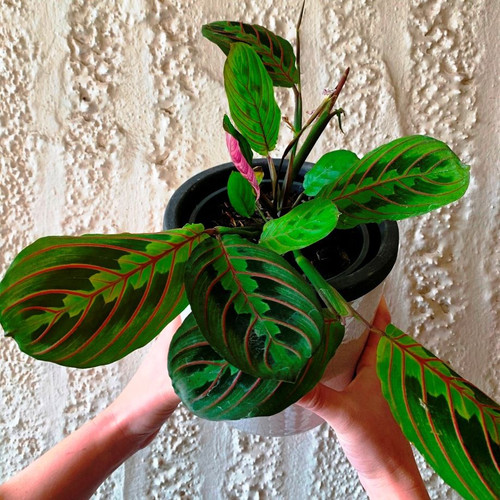 Maranta leuconeura 140 mm Maranta leuconeura 140 mm