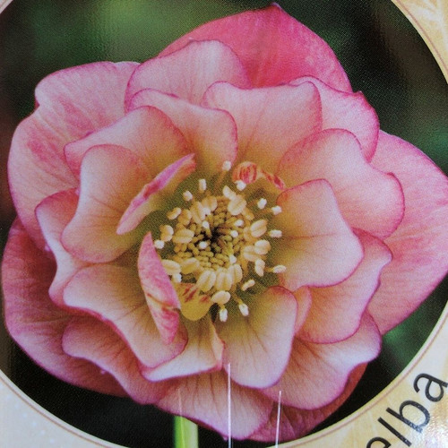 Helleborus 'Peach Melba' 140 mm