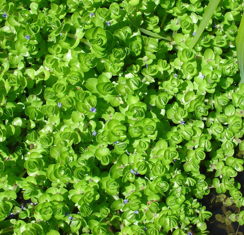 Bacopa caroliniana 140 mm