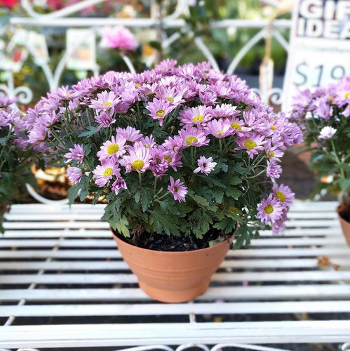 Chrysanthemum In Bowl Planter