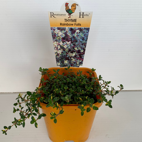 Thyme 'Rainbow Falls'