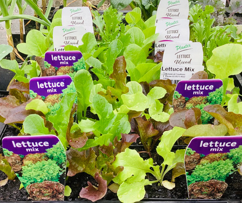 Lettuce Mix