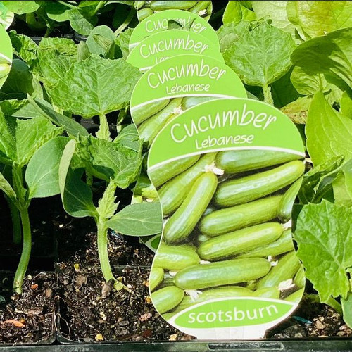 Cucumber Lebanese (56201) Cucumber Lebanese (56201)