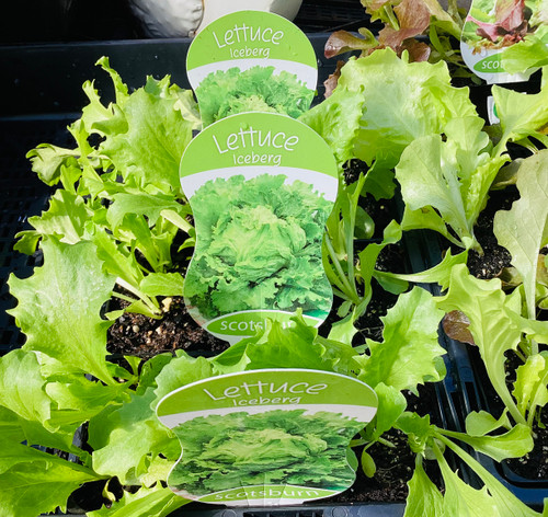 Iceberg Lettuce