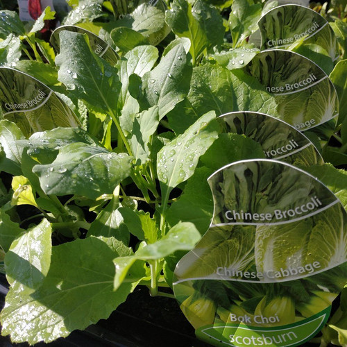 Asian Veg Combo Punnet