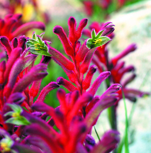 Anigozanthos 'Bush Elegance' 140 mm