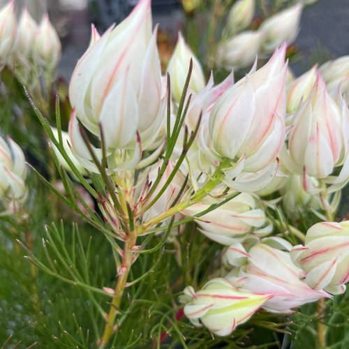 Serruria florida 'Blushing Bride' 140 mm