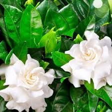 Gardenia augusta 'Professor Pucci' 200 mm