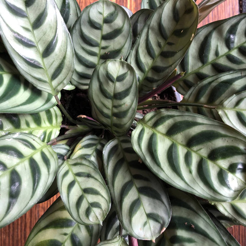 Ctenanthe 'Burle-Marxii Silver' 170 mm