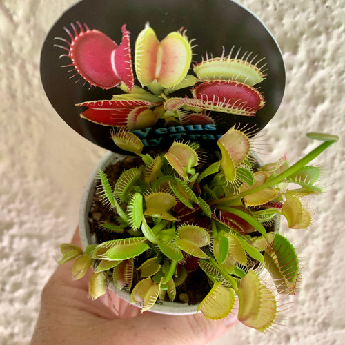 Venus Fly Traps