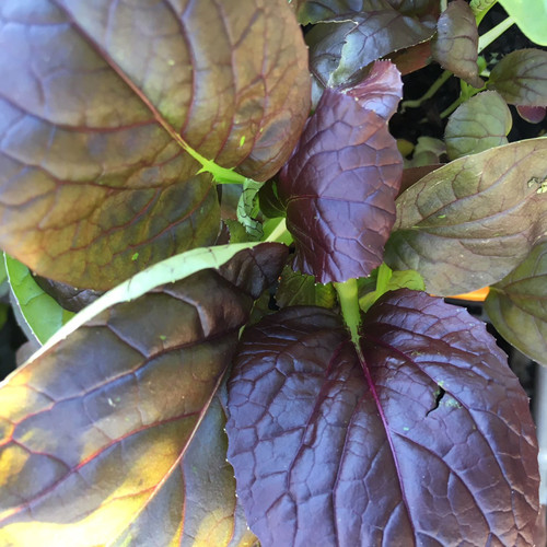 Japanese Spinach 'Komatsuna Red' 100 mm