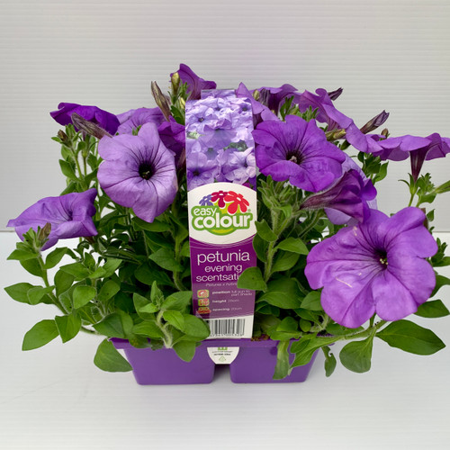 Easy Colour - Petunia Evening Scentsation