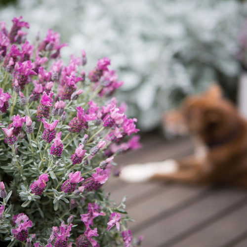 Lavandula 'Frost Berry Ruffle' 140 mm
