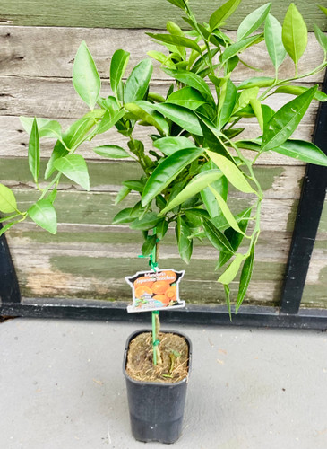 Citrus 'Japanese Seedless Mandarin'  165 mm