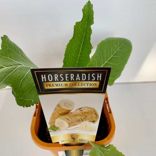 Horseraddish Advanced 120 mm