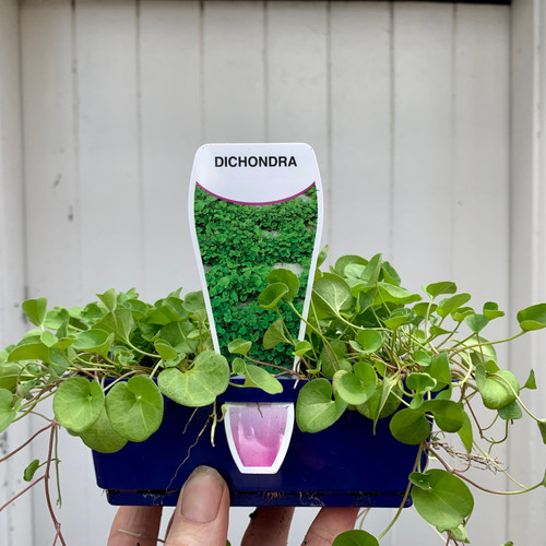 Dichondra repens