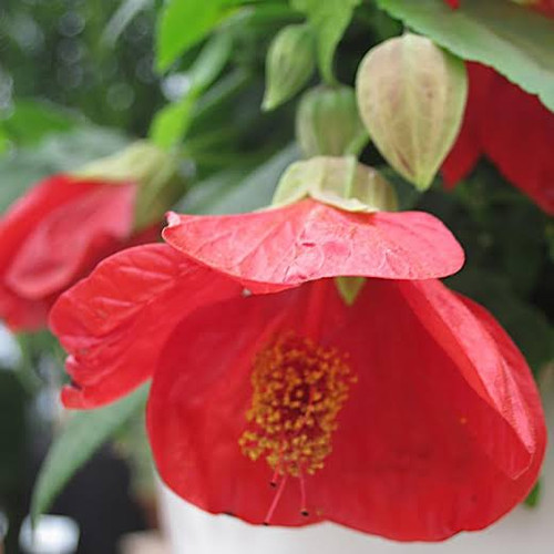 Abutilon 'Lucky Lantern Red' 140 mm