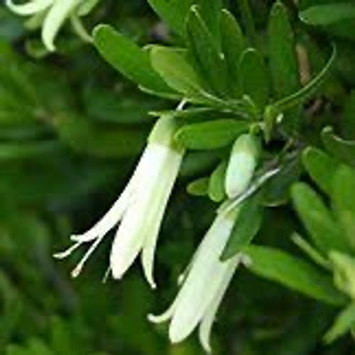 Correa 'Ivory Lantern' 140 mm