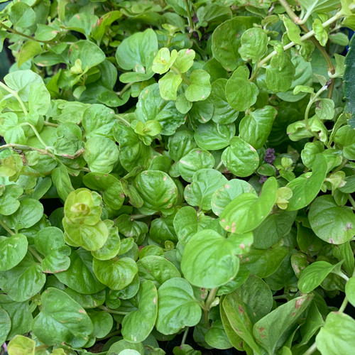 Lysimachia nummularia 'Aurea'