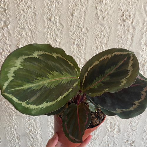 Calathea 'Medallion' 120 mm