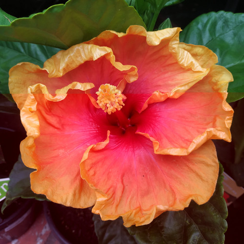 Hibiscus 'Peach Melba' 200 mm