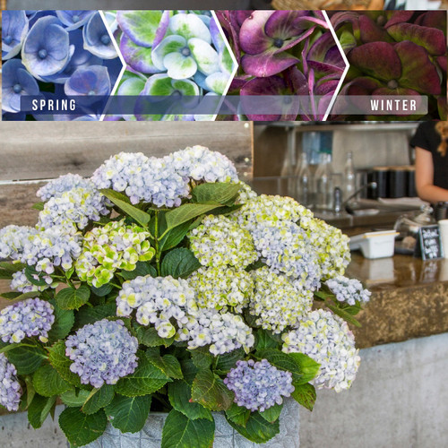 Hydrangea 'Magic Revolution Blue' 200 mm
