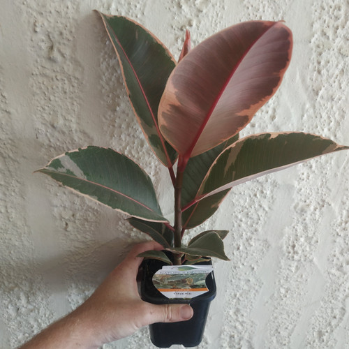 Ficus 'Tineke' 120 mm
