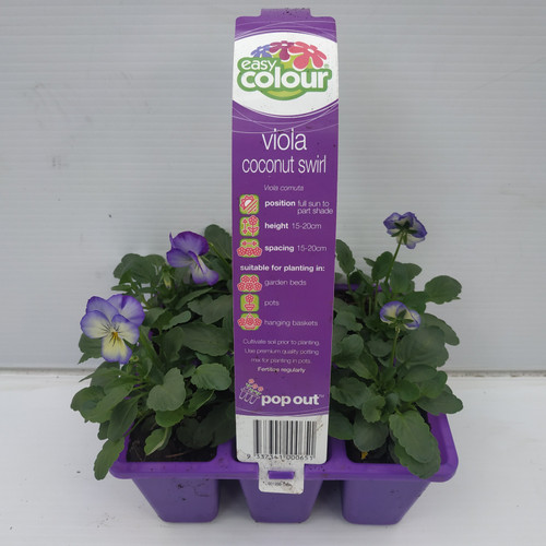 Easy Colour Viola Coconut Swirl Punnet