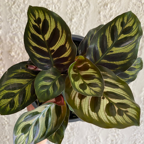 Calathea makoyana 140 mm