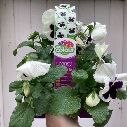 Easy Colour Pansy White Face Punnet