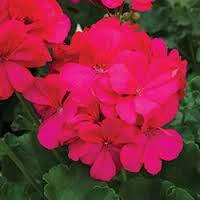 Geranium 'Big Pink' 180 mm