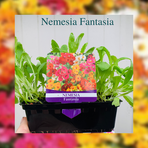 Nemesia Fantasia