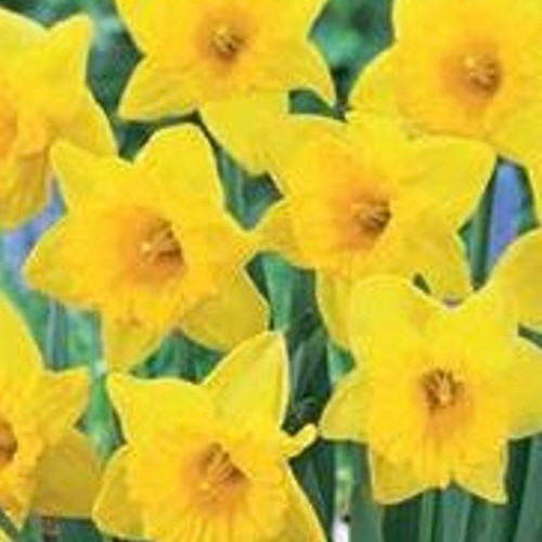 Loose Daffodil Yellow Bulb