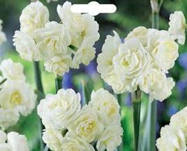 Loose Jonquil 'Erlicheer' Bulb