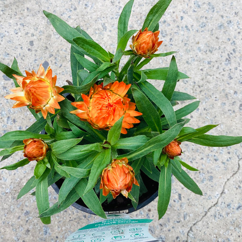 Bracteantha 'Mohave Orange' 140 mm