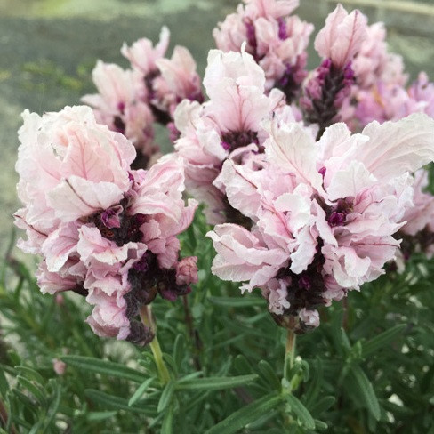 Lavender 'Lavish Double Musk' 150 mm