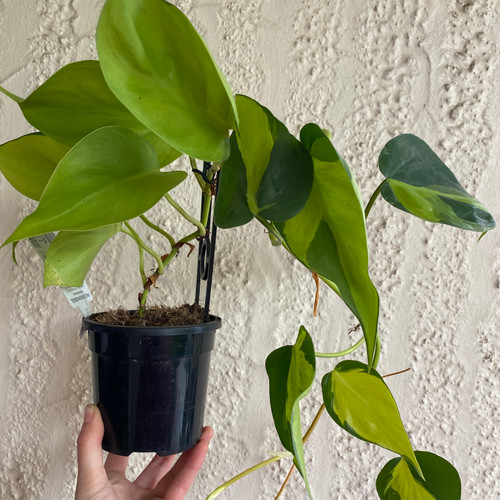 Philodendron 'Brasil' 130 mm