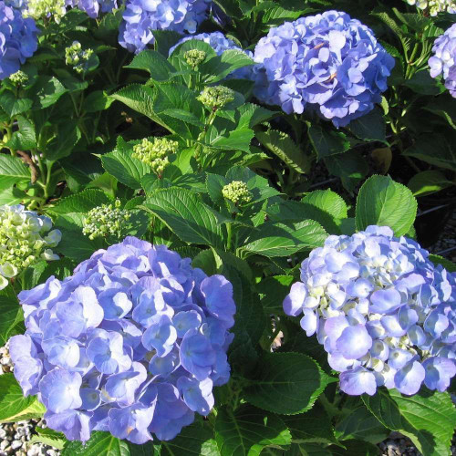 Hydrangea 'Blue Ball' 200 mm Hydrangea 'Blue Ball' 200 mm